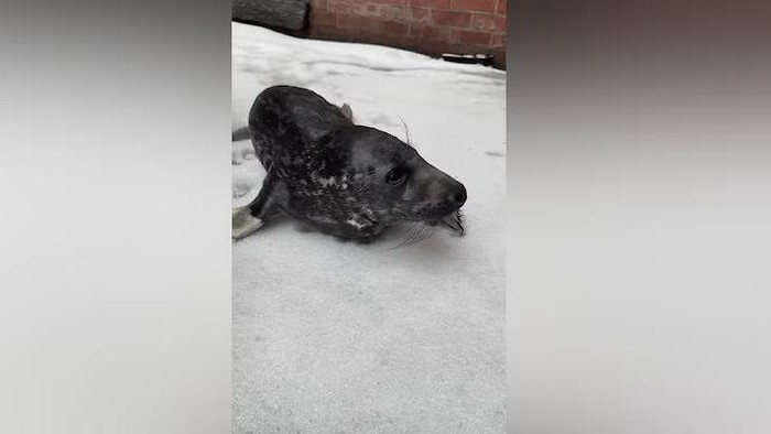 Anak anjing laut nyasar ke jalanan