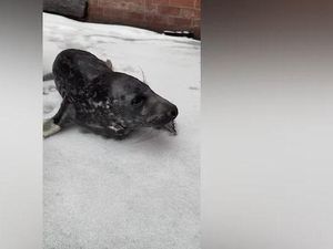 Kala Anak Anjing Laut Nyasar ke Tengah Kota
