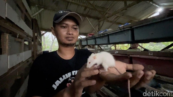 Budidaya tikus putih di Mojokerto