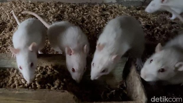 Budidaya tikus putih di Mojokerto