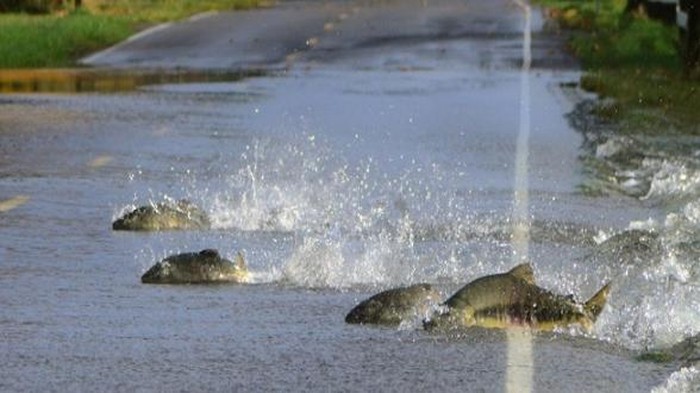 Fenomena Unik! Puluhan Ikan Salmon Menyebrang Jalan saat Banjir
