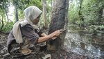 Pemanfaatan Getah Karet Kering untuk Energi Alternatif