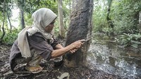 Warga memanen getah karet di Jambi Tulo, Muaro Jambi, Jambi, Jumat (21/2/2025).