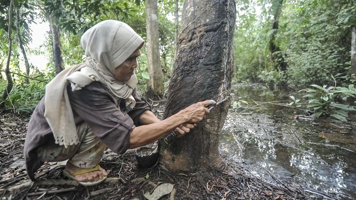 Ini Lho Getah Karet Kering untuk Energi Alternatif Warga memanen getah karet di Jambi Tulo, Muaro Jambi, Jambi, Jumat (21/2/2025). Warga setempat hingga tahun 1980-an secara turun temurun menggunakan getah karet kering untuk bahan baku pembakaran obor bambu yang digunakan sebagai alat penerangan tradisional atau sumber energi alternatif. ANTARA FOTO/Wahdi Septiawan/rwa.