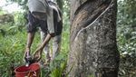 Pemanfaatan Getah Karet Kering untuk Energi Alternatif