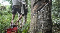 Obor bambu dengan bahan bakar getah karet kering digunakan sebagai alat penerangan tradisional atau sumber energi alternatif. 