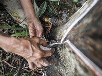 Pemanfaatan Getah Karet Kering untuk Energi Alternatif