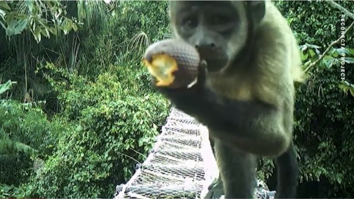 Jembatan monyet di Hutan Amazon Jembatan monyet di Hutan Amazon