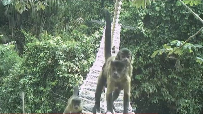 Jembatan monyet di Hutan Amazon