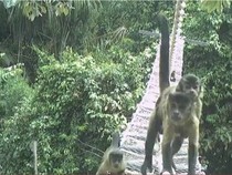 Membangun Jembatan Penyeberangan Monyet di Hutan Amazon