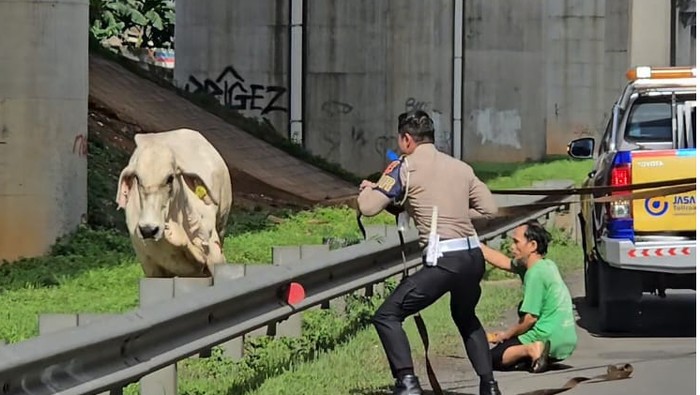 Kainduk PJR Cikampek Korlantas Polri AKP Sandy Titah Nugraha bersama pengelola tol dan warga mencoba melumpuhkan sapi yang lepas. Peristiwa sapi lepas ini terjadi pada Kamis (20/2/2025) pagi.