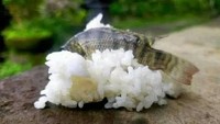 Sushi dari Jepang disulap jadi sushi ala Cibaduyut karena pakai ikan cere. Foto: Site X/Pool