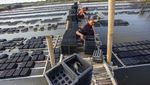 Melihat Budi Daya Kepiting Soka di Indramayu
