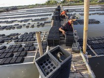 Melihat Budi Daya Kepiting Soka di Indramayu