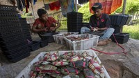 Saat ini kepiting soka tersebut masih dipasarkan di pasar domestik dengan harga Rp110.000 hingga Rp120.000 per kilogram. 
