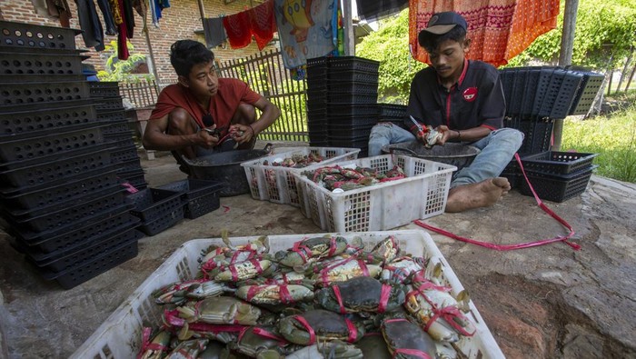 Pekerja menebar kepiting bakau (Scylla serrata) untuk dijadikan kepiting soka atau kepiting cangkang lunak di lahan budi daya keramba apung di Desa Totoran, Pasekan, Indramayu, Jawa Barat, Jumat (21/2/2025).Menurut petambak, budi daya kepiting soka di daerah itu mampu memproduksi rata-rata 500 kilogram perbulan dan masih dipasarkan di pasar domestik dengan harga Rp110.000 hingga Rp120.000 per kilogram. ANTARA FOTO/Dedhez Anggara/rwa.