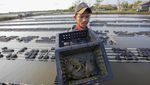 Melihat Budi Daya Kepiting Soka di Indramayu