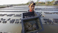 Menurut petambak, budi daya kepiting soka di daerah itu mampu memproduksi rata-rata 500 kilogram perbulan. 