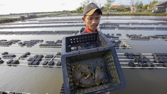 Melihat Budi Daya Kepiting Soka di Indramayu Pekerja menebar kepiting bakau (Scylla serrata) untuk dijadikan kepiting soka atau kepiting cangkang lunak di lahan budi daya keramba apung di Desa Totoran, Pasekan, Indramayu, Jawa Barat, Jumat (21/2/2025).Menurut petambak, budi daya kepiting soka di daerah itu mampu memproduksi rata-rata 500 kilogram perbulan dan masih dipasarkan di pasar domestik dengan harga Rp110.000 hingga Rp120.000 per kilogram. ANTARA FOTO/Dedhez Anggara/rwa.