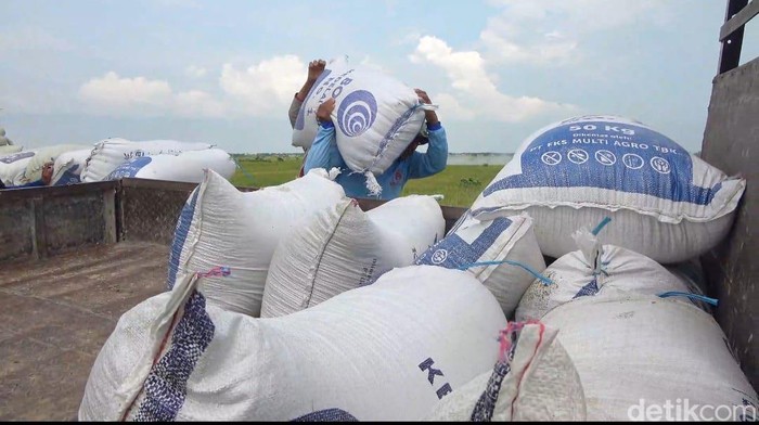 Musim Panen Harga Gabah Bikin Petani Lamonan Sumringah