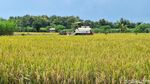 Petani di Lamongan Sumringah Harga Gabah Tinggi