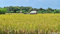 Dengan harga gabah kering panen mencapai Rp 6.500 perkilogram diharapkan terus stabil. Sebab sebelumnya harga gabah kering saat panen tidak lebih dari Rp 6 ribu per kilogram.