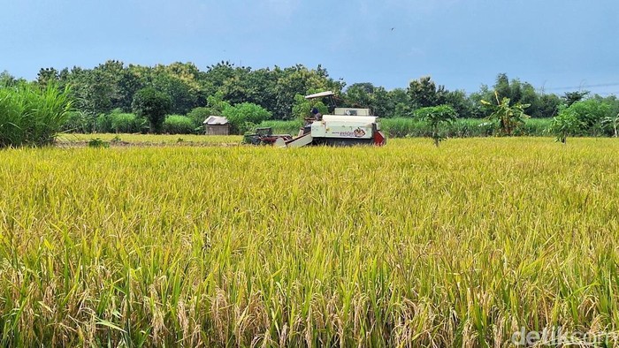 Musim Panen Harga Gabah Bikin Petani Lamonan Sumringah