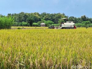 Langkah Besar Pemerintah Mewujudkan Swasembada Pangan