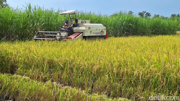 Musim Panen Harga Gabah Bikin Petani Lamonan Sumringah