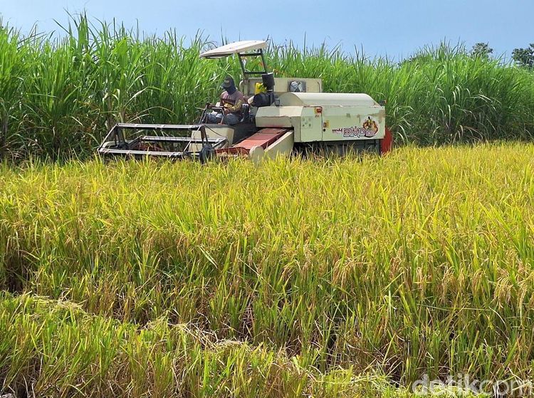Petani di Lamongan Sumringah Harga Gabah Tinggi