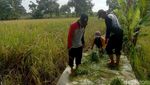 Petani di Lamongan Sumringah Harga Gabah Tinggi