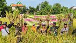 Petani di Lamongan Sumringah Harga Gabah Tinggi