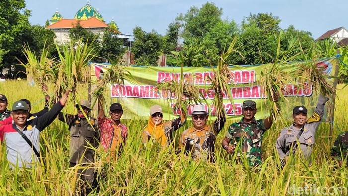Musim Panen Harga Gabah Bikin Petani Lamonan Sumringah