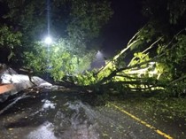 Pohon Tumbang di Lahat Rusak Taman dan Sebabkan Macet Panjang