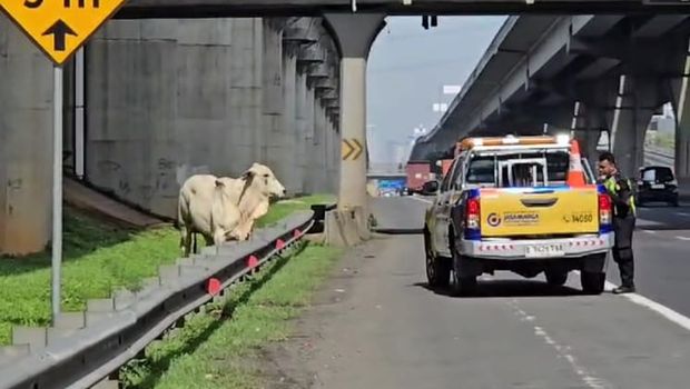 Seekor sapi lepas hingga membikin lalu lintas Tol Jakarta-Cikampek macet panjang pada Kamis (20/2/2025) pagi.