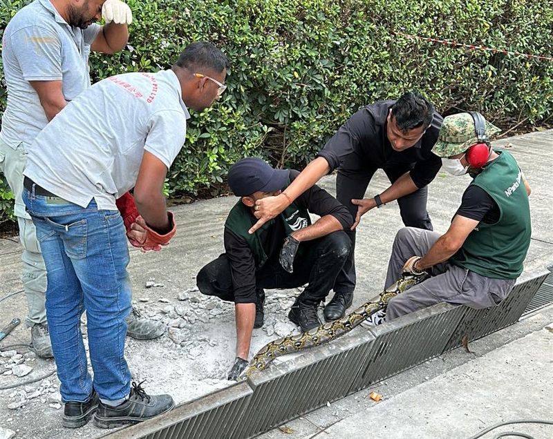 Ular piton terjebak di beton