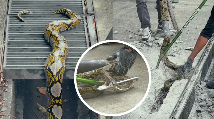 Ular piton terjebak di beton