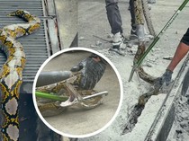 Ular Piton Nyangkut di Selokan, Beton Taman Dijebol untuk Evakuasi