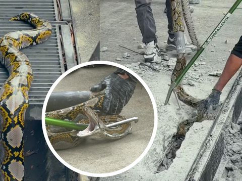 Ular piton terjebak di beton