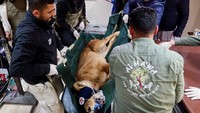 Tim internasional dari Jerman dan Austria, yang bekerja sama dengan tim lokal di Yordania, bertujuan untuk melakukan sembilan operasi pada singa dan hewan lainnya selama kunjungan empat hari mereka. Fokusnya adalah pada pemeriksaan rutin atau tahunan, khususnya untuk hewan yang diselamatkan dari kondisi yang mengerikan, seperti yang diselamatkan dari Sudan tahun lalu. 