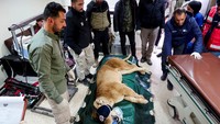 Menurut Dr. Amir Khalil, Direktur Respons Pengungkapan dan Penyelamatan di Four Paws International, para dokter hewan terutama berfokus pada seekor singa betina berusia 14 tahun yang menunjukkan tanda-tanda penurunan berat badan yang parah dan diduga mengalami masalah ginjal. 