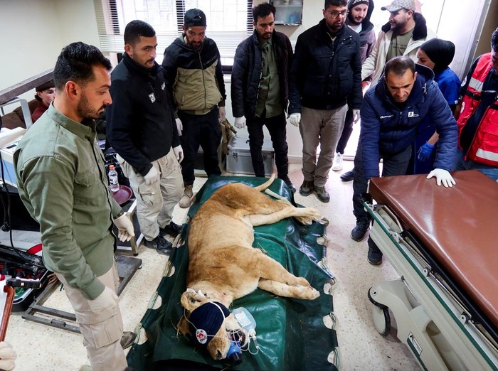 A lioness is transferred in a vehicle to a medical clinic, in Jerash, Jordan February 19, 2025. REUTERS/Jehad Shelbak