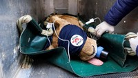 Sebuah tim dari kelompok kesejahteraan hewan, Four Paws International, dan Al Ma’wa, tempat perlindungan yang dikelola oleh Princess Alia Foundation, melakukan intervensi medis kritis pada hewan yang diselamatkan yang menderita di zona perang, selama penugasan empat hari di Jerash, Yordania.