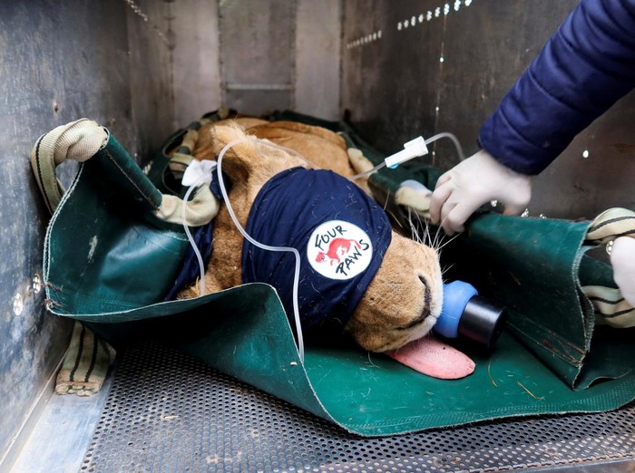 Aksi Relawan Selamatkan Singa dari Zona Perang A lioness is transferred in a vehicle to a medical clinic, in Jerash, Jordan February 19, 2025. REUTERS/Jehad Shelbak