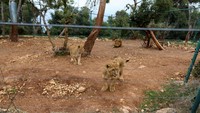 Suaka Al Ma’wa, yang unik di Timur Tengah karena kapasitas dan sumber dayanya, saat ini menjadi rumah bagi singa, harimau, dan beruang, sebagian diselamatkan dari daerah perang dan konflik, sebagian lainnya dari kebun binatang dan pemilik yang tidak bertanggung jawab. 