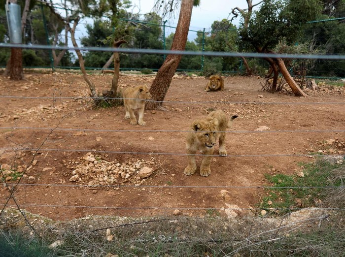 Aksi Relawan Selamatkan Singa dari Zona Perang A lioness is transferred in a vehicle to a medical clinic, in Jerash, Jordan February 19, 2025. REUTERS/Jehad Shelbak