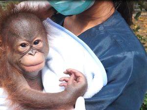 Anggota Baru di Bandung Zoo, Bayi Orang Utan Kalimantan Berusia 2 Bulan