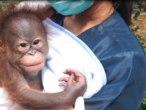 Viral Bandung Zoo Disebut-sebut Telantarkan Bayi Orang Utan