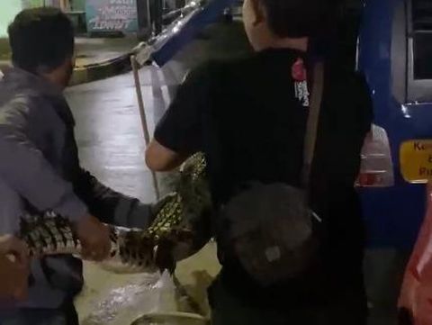Buaya di pacitan dievakuasi damkar