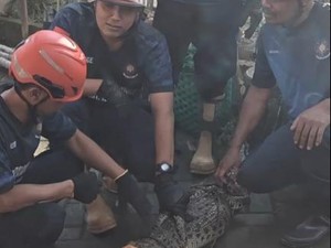Susah Payah Damkar Pacitan Evakuasi Buaya 1,5 Meter hingga ke Penangkaran
